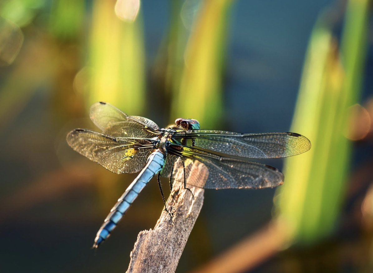 Close-up of a dragonfly perched on a green plant.